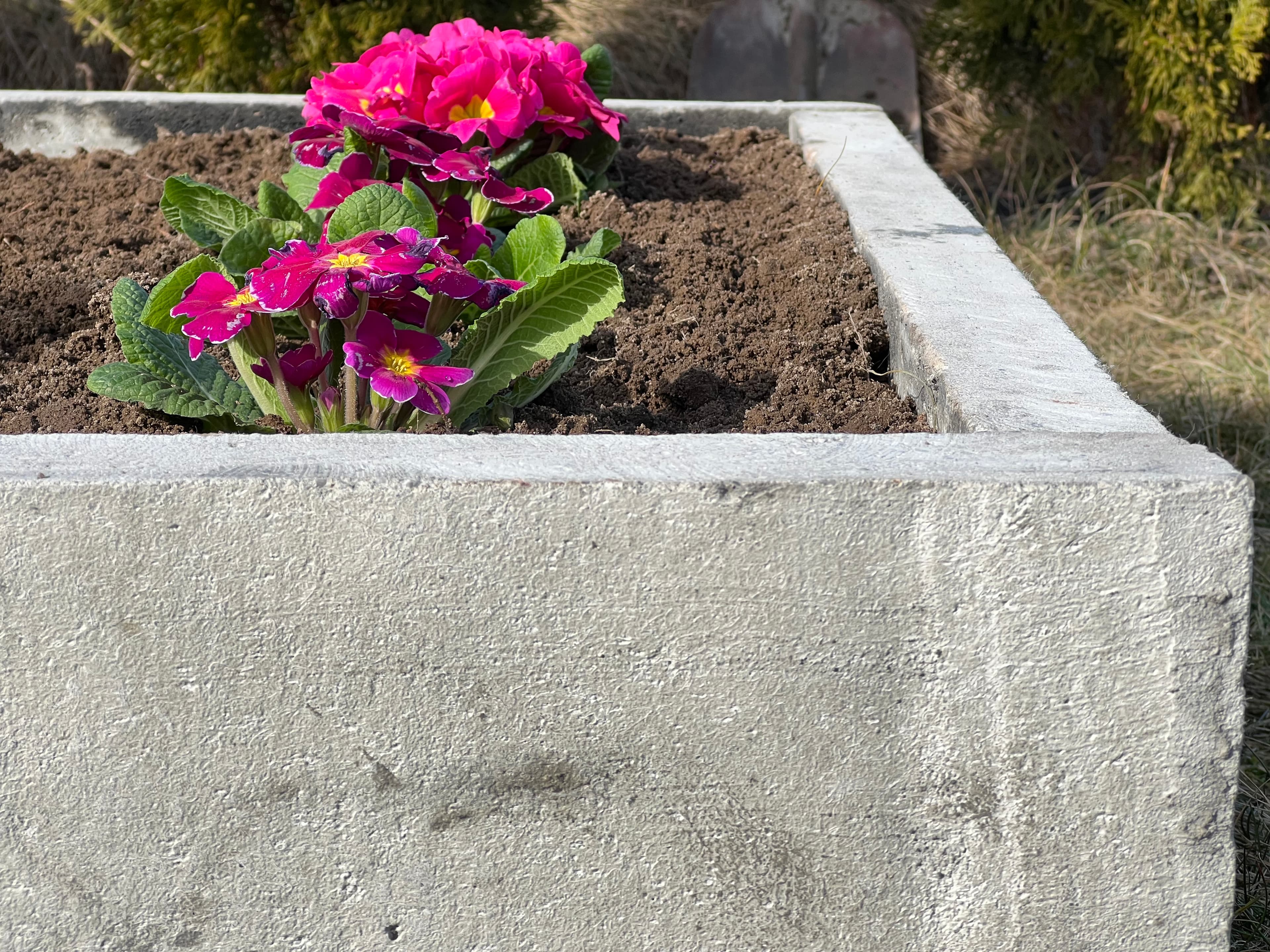 Warzywnik ogrodowy 8