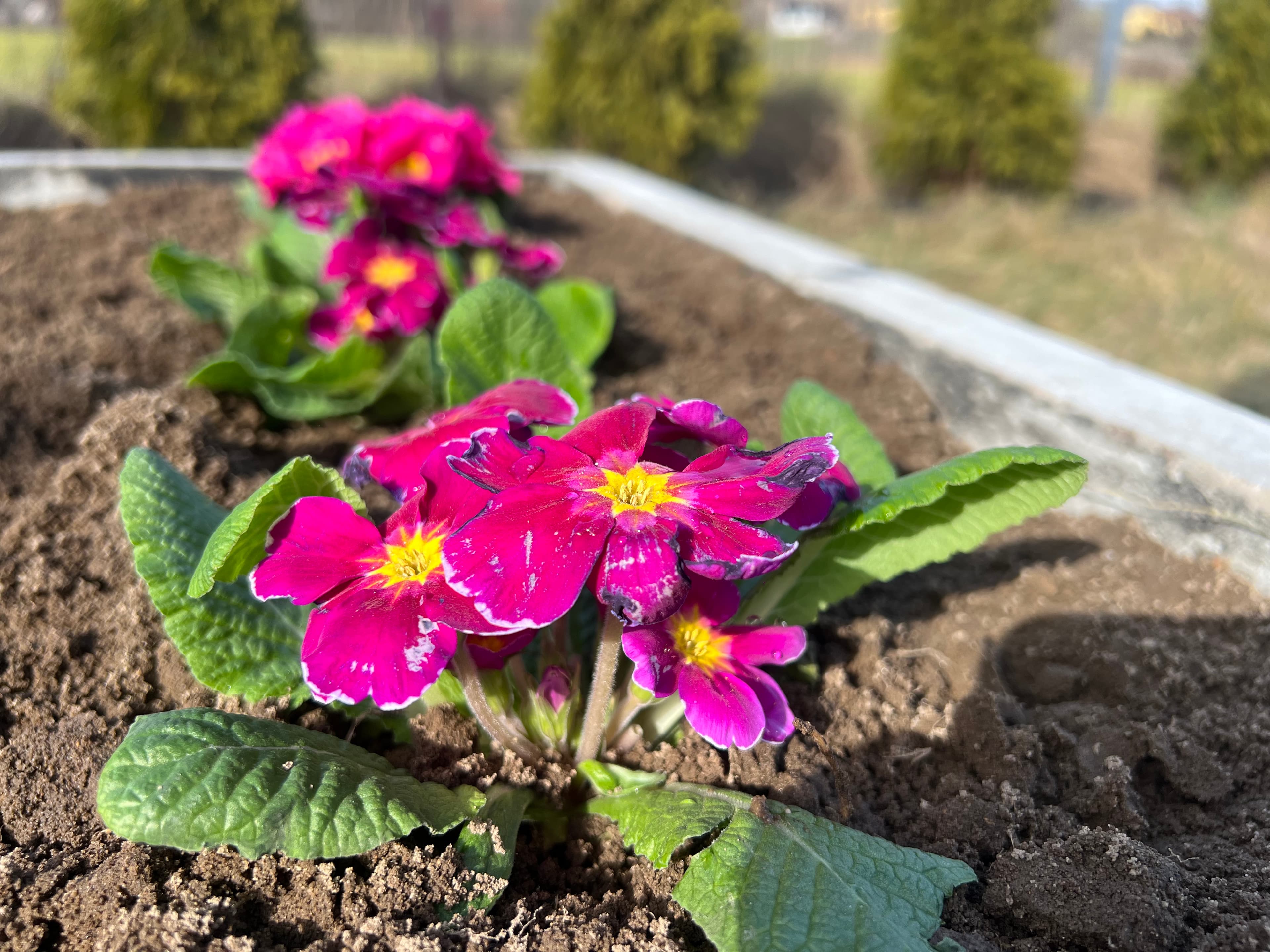 Warzywnik ogrodowy 9